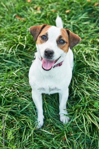 dog jack russell terrier on the grass © Aleksandr