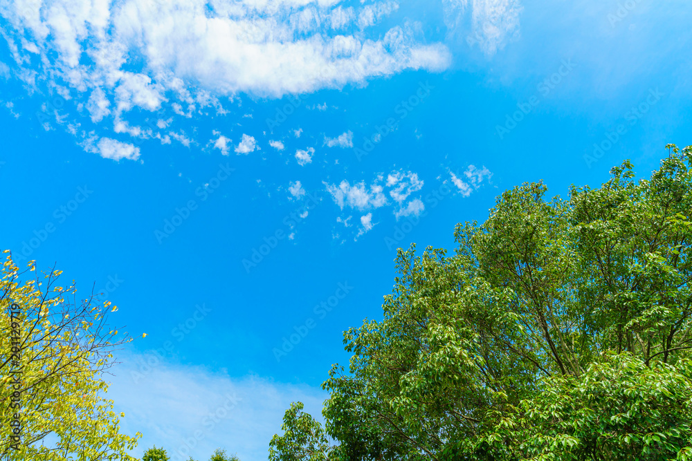 Obraz premium 秋の青空