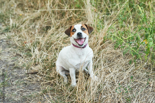 dog jack russell terrier on the grass