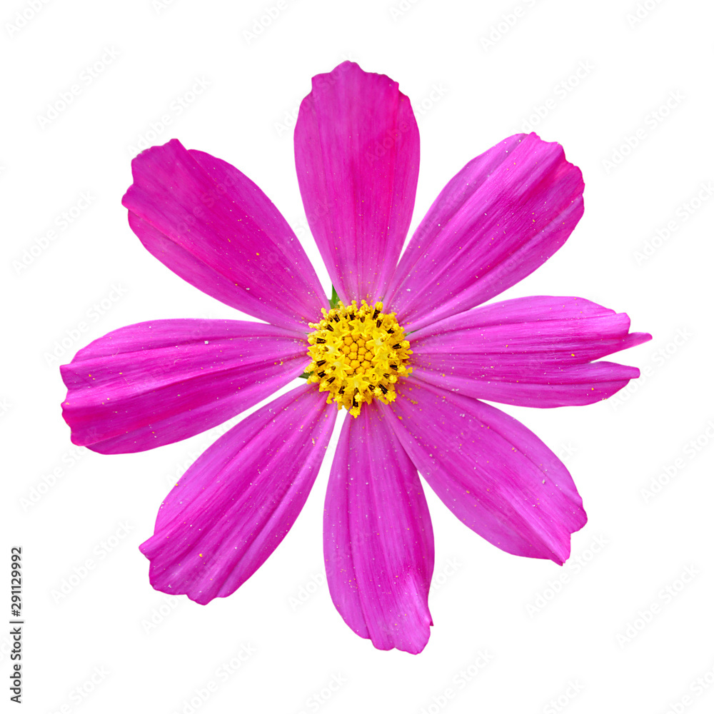 Beautiful bright pink flower isolated on a white background Beautiful bright pink flower isolated on a white background