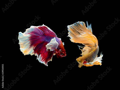 Action and movement of Thai fighting fish on a black background © ritfuse