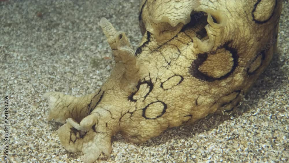 Close-up portrait of Sea Hare on sandy bottm. Nudibranch or sea slug - Spotted Sea Hare (Aplysia dactylomela). Underwater shot. Mediterranean Sea, Europe. Close-up portrait of Sea Hare on sandy bottm. Nudibranch or sea slug - Spotted Sea Hare (Aplysia dactylomela). Underwater shot. Mediterranean Sea, Europe.
