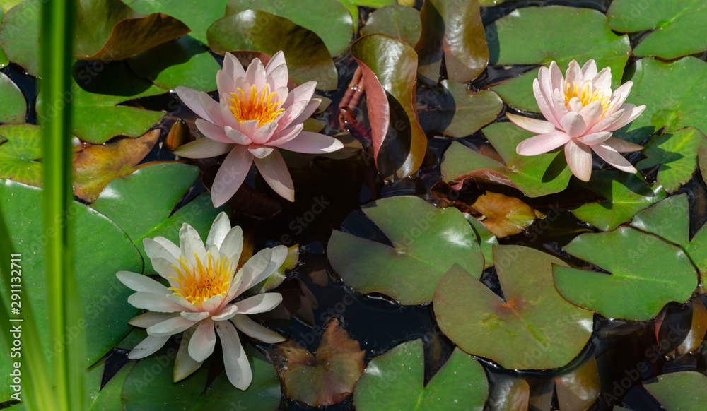 Three amazing pink and white water lilies or lotus flowers Marliacea Rosea in old pond. Nympheas are bloom among leaves. Selective focus.Nature concept for design.Flower landscape for nature wallpaper Three amazing pink and white water lilies or lotus flowers Marliacea Rosea in old pond. Nympheas are bloom among leaves. Selective focus.Nature concept for design.Flower landscape for nature wallpaper
