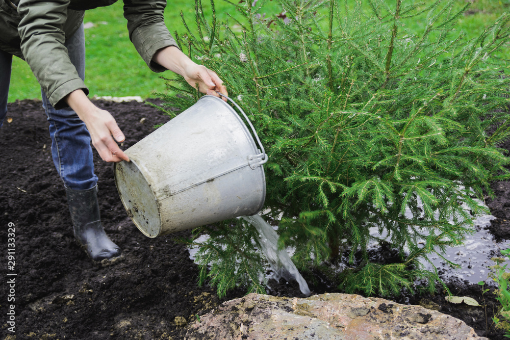 landscape designer caucasian woman watering with liquid fertilizers of young fir tree, autumn preparing for winter on garden plot, stock photo image landscape designer caucasian woman watering with liquid fertilizers of young fir tree, autumn preparing for winter on garden plot, stock photo image