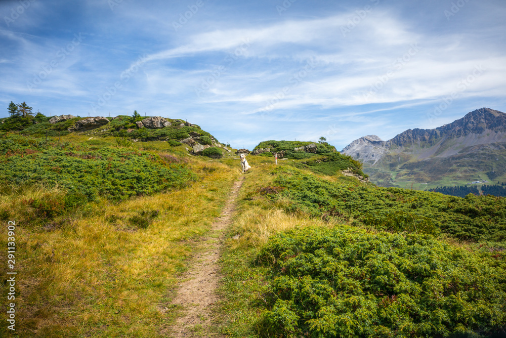 A Golden retriever resting on a path high up on the Swiss Alps