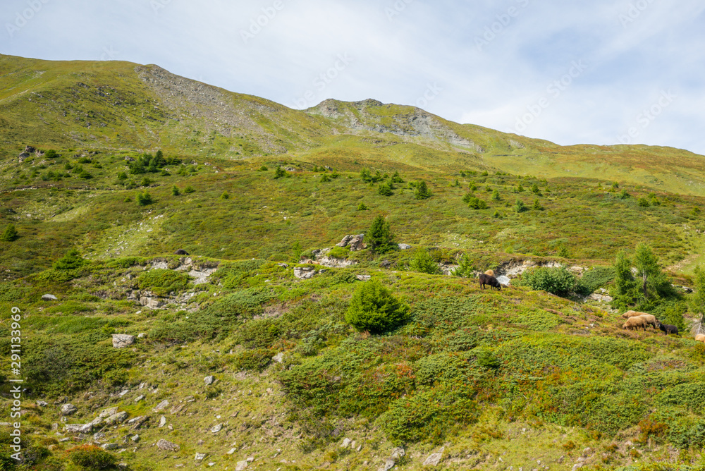 A flock of curious sheeps grazing on the alpine pasture near Lenzerheide in Switzerland - 7