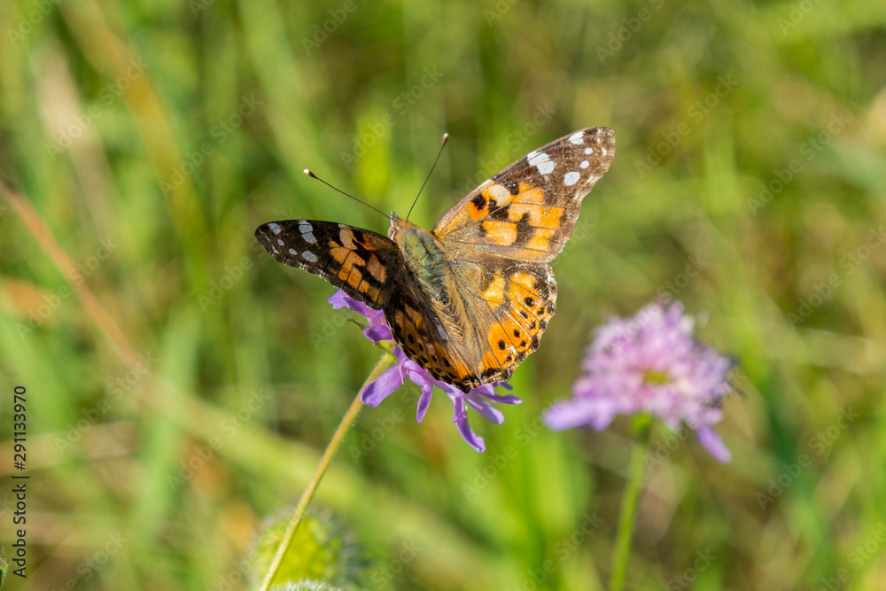 Butterfly on a flower in a field. Butterfly On Grass Field With Warm Light Butterfly on a flower in a field. Butterfly On Grass Field With Warm Light