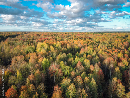 beautiful bright forest on a warm autumn day © Dmitrii