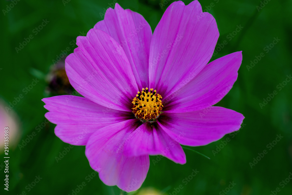 Macro close up shot of a purple flower head of a common mallow (malva sylvetris) Macro close up shot of a purple flower head of a common mallow (malva sylvetris)