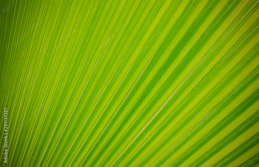 green leaf background green leaf background