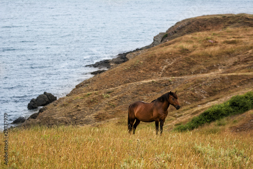A brown horse grazing on a hill with the Bulgarian Black Sea coast in the background