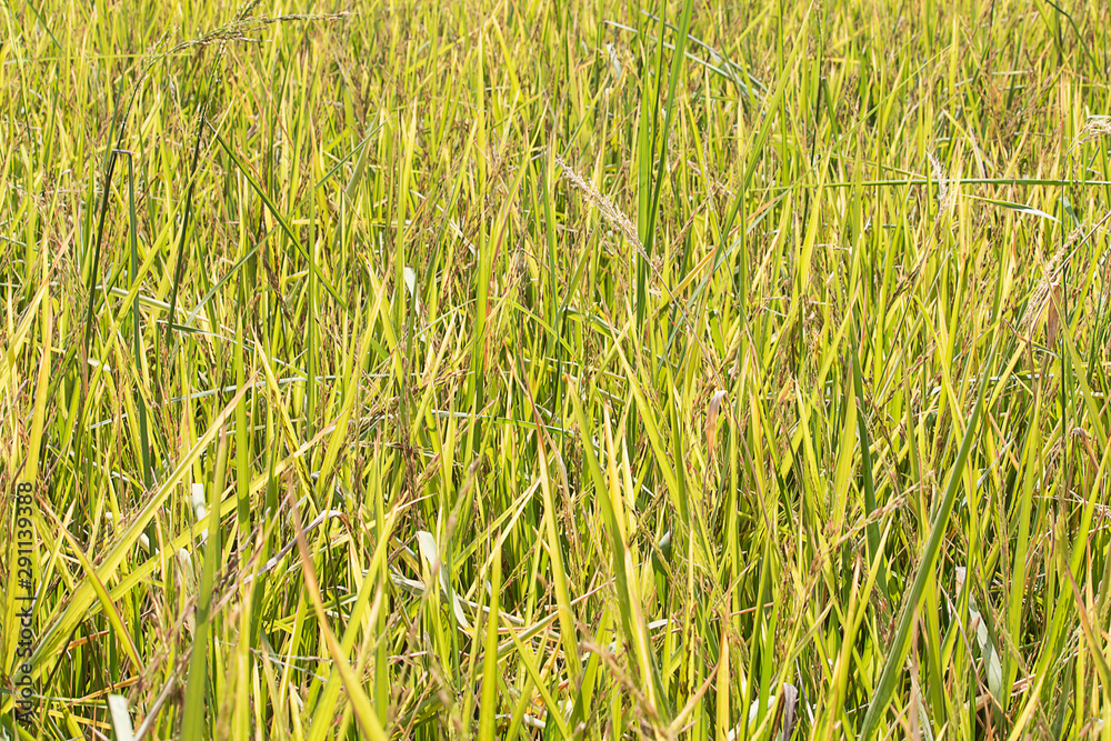 Fototapeta premium Green rice field.