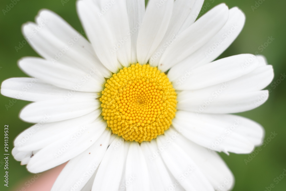 Camomile white and yellow macro summer photo