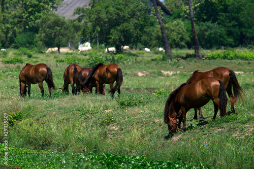 Domestic horse on a field 