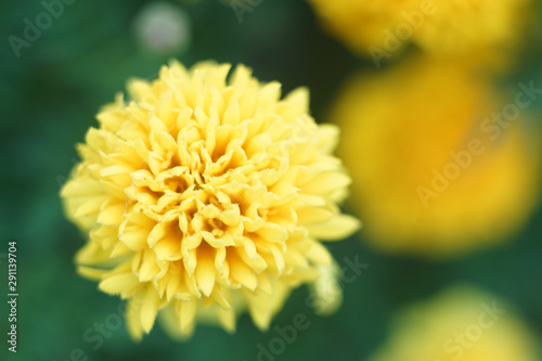 Yellow macro flower photo at green background  light summer photo