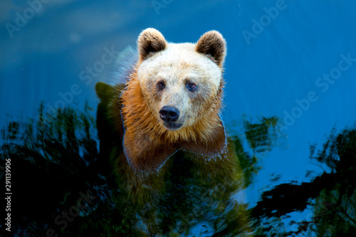 Brown bear in the pond