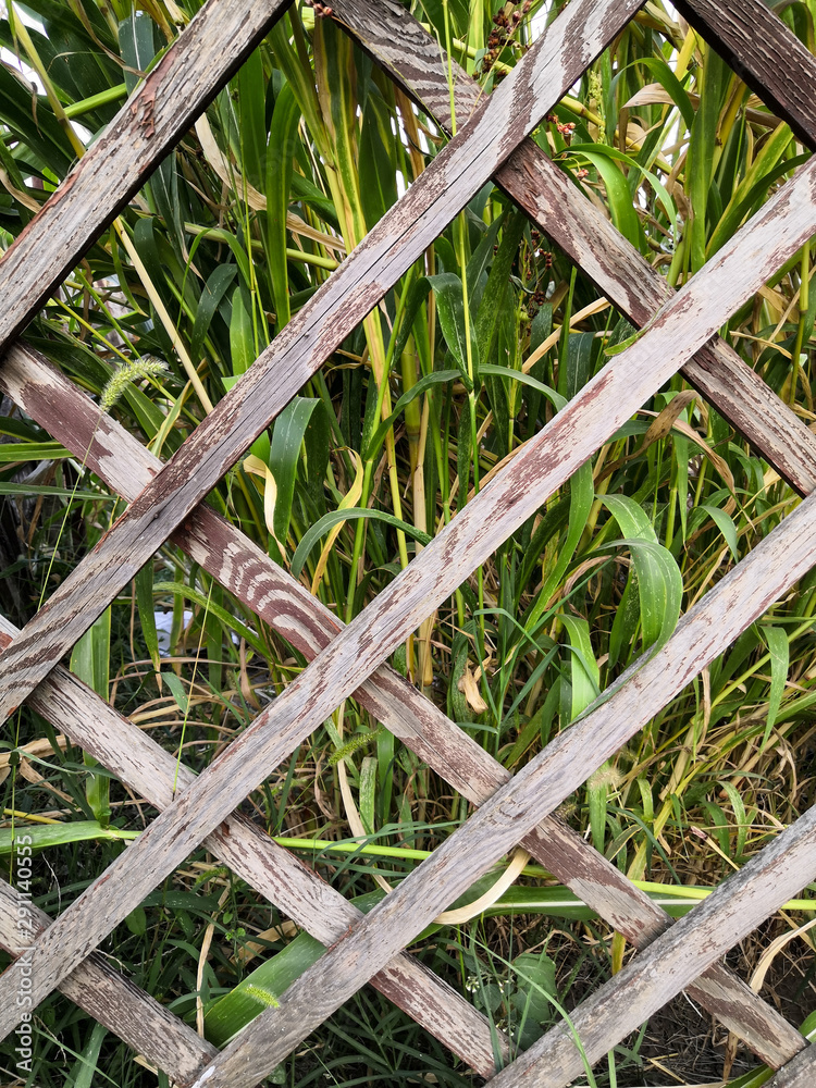 Tall green grass behind a wooden old diamond-shaped fence background Tall green grass behind a wooden old diamond-shaped fence background