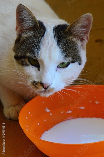 White and black coloured male domestic cat raising his head from orange bowl with milk. 