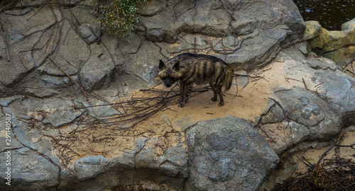 Striped Hyena on Rocks