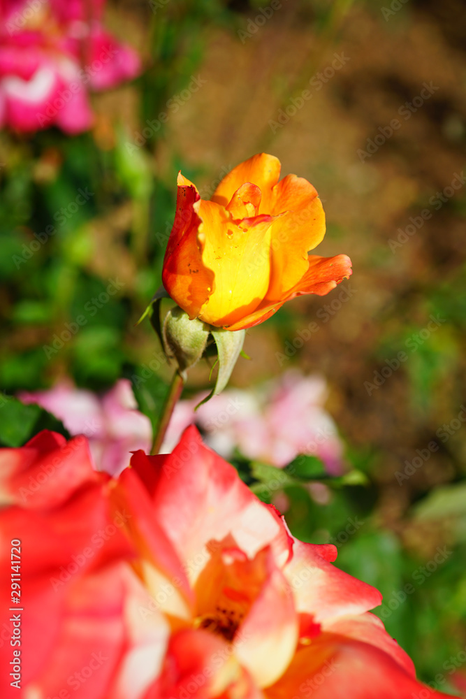 View of a pink and orange Rio Samba rose plant in the garden View of a pink and orange Rio Samba rose plant in the garden