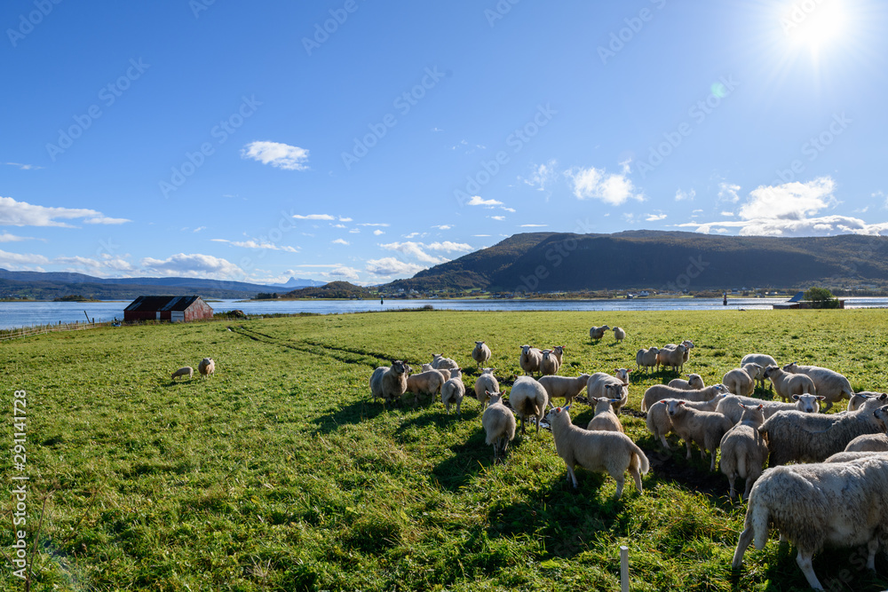 Flock of sheep grazing on beautiful meadow near the ocean in Norway.