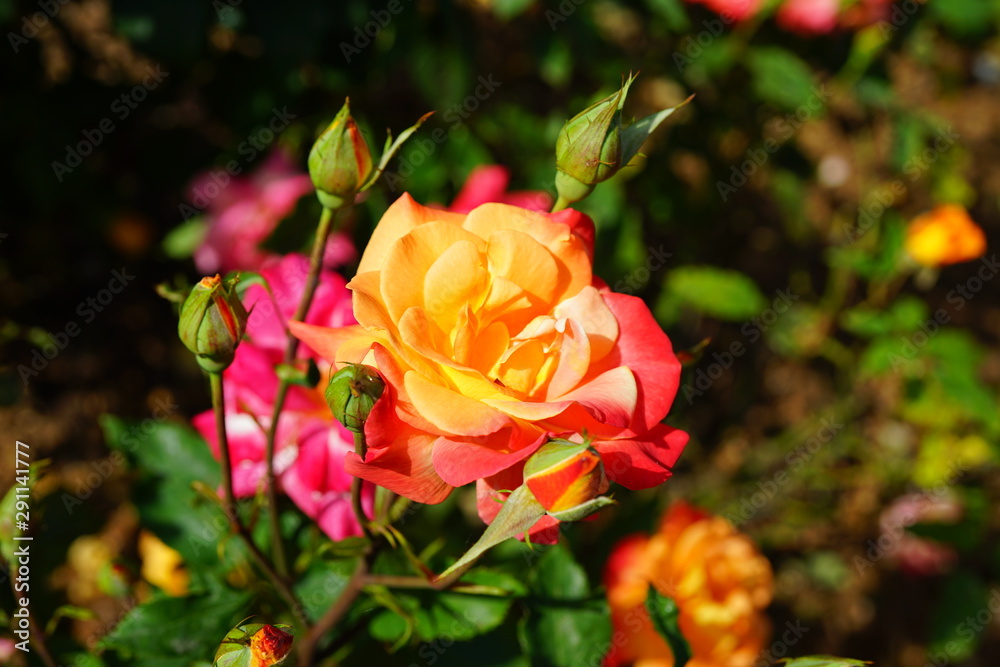 View of a pink and orange Rio Samba rose plant in the garden View of a pink and orange Rio Samba rose plant in the garden