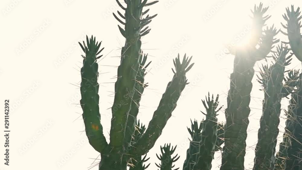 Detail of cactus on desert sunset with sun.