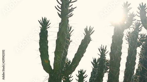 Detail of cactus on desert sunset with sun. photo