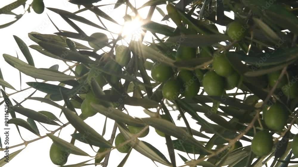 Olive tree full of ripe olives before harvest. Olive tree full of ripe olives before harvest.