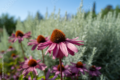 Echinacea purpurea