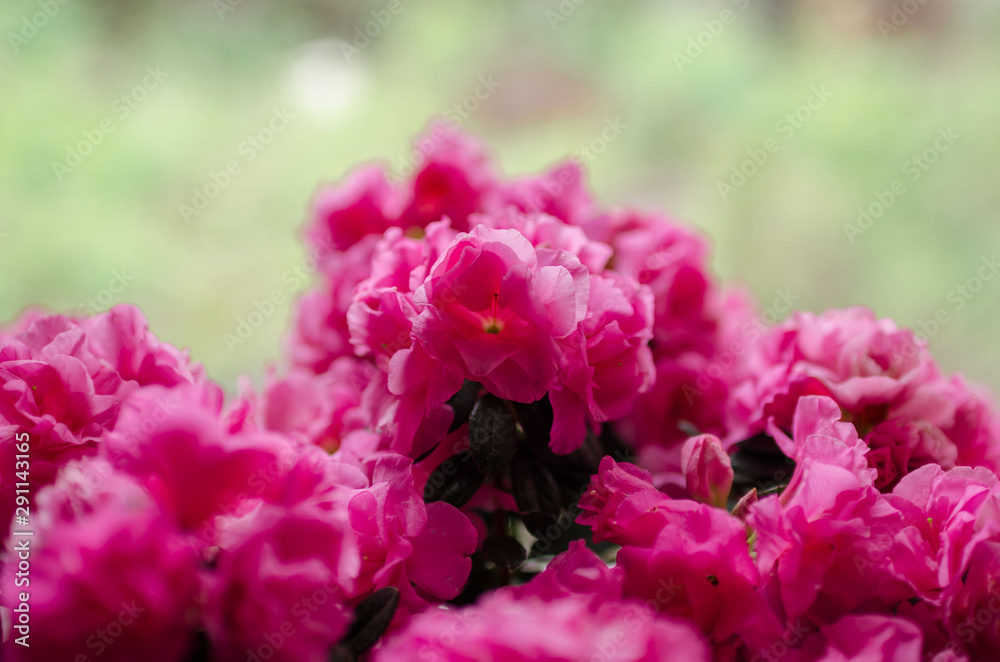 The magnificent bloom of a pink flower in a pot, which stands on the window. Photo taken on a sunny day. The magnificent bloom of a pink flower in a pot, which stands on the window. Photo taken on a sunny day.