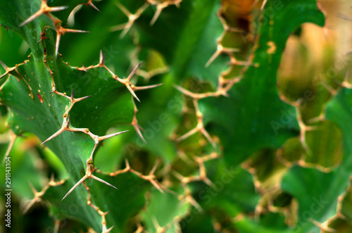 Green plant background texture with spikes © kolbasyok