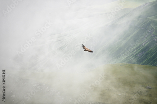 Mountain Caucasian eagle flies in the sky against the backdrop of rocky mountains and plateaus. The concept of coast and freedom of choice photo