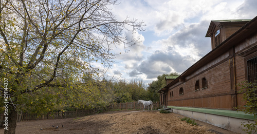 White horse grazing in the stable yard in the Museum-reserve Kolomenskoye. 