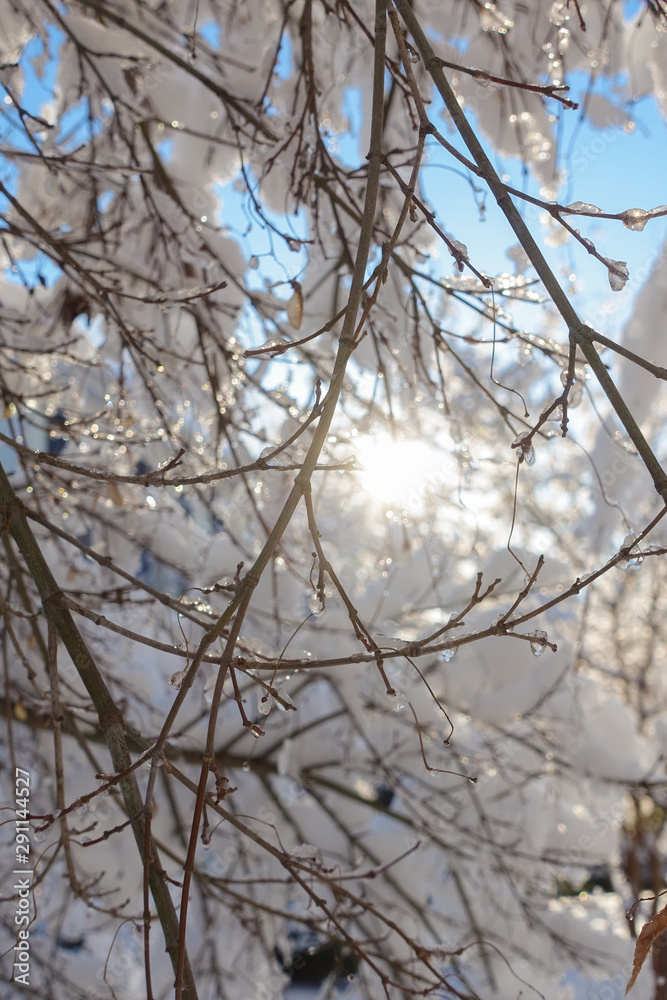 The sun shines through snow-covered branches The sun shines through snow-covered branches