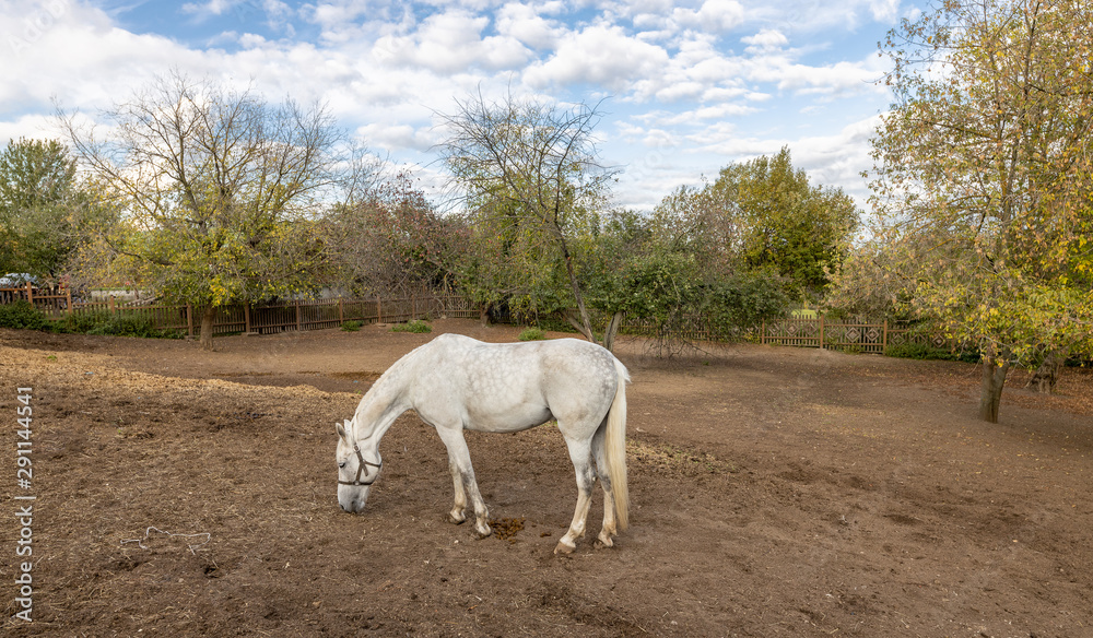 White horse grazing in the stable yard. Stable yard in the Museum-reserve Kolomenskoye. White horse grazing in the stable yard. Stable yard in the Museum-reserve Kolomenskoye.