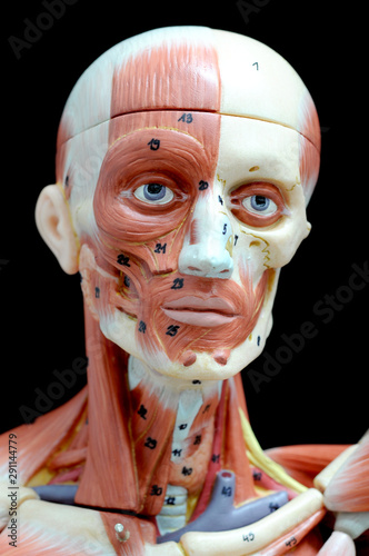 ้human muscle anatomy model