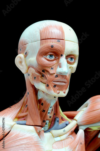 ้human muscle anatomy model