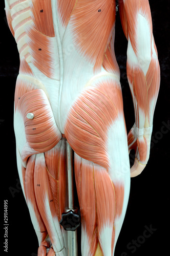 ้human muscle anatomy model