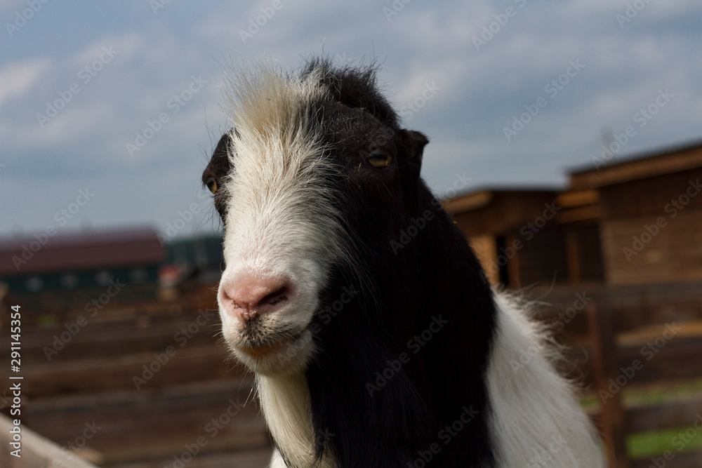 Head of a white and black goat closeup Head of a white and black goat closeup