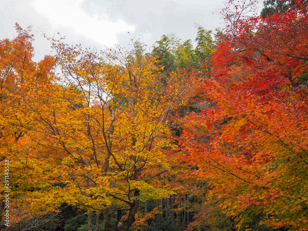 Beautiful scene of colorful red and orange maple tree for background with copy space, Kyoto, Japan