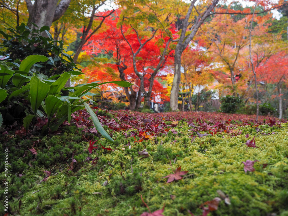 Colorful red maple leaves drop on mossy ground in japanese temple garden for background and copy space, Kyoto, Japan Colorful red maple leaves drop on mossy ground in japanese temple garden for background and copy space, Kyoto, Japan