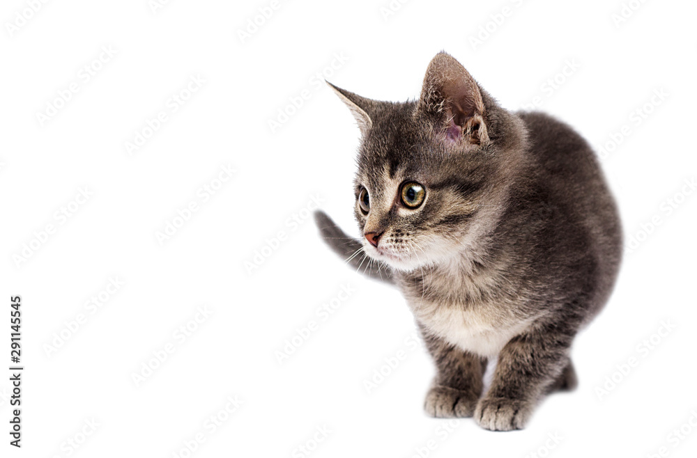cute striped kitten looks up on a white background