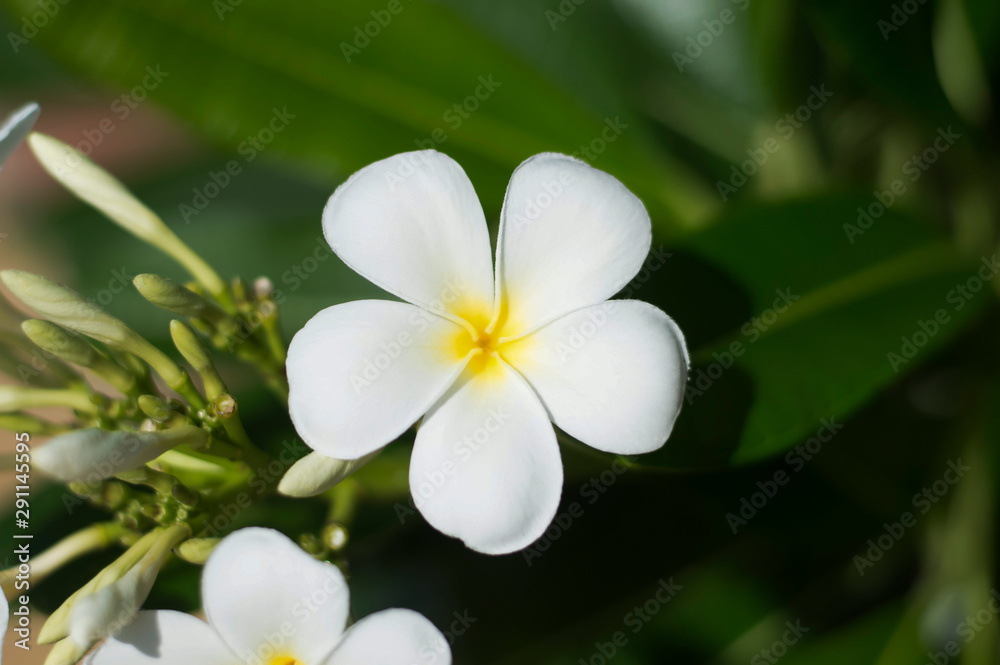 Obraz premium frangipani flower on green background