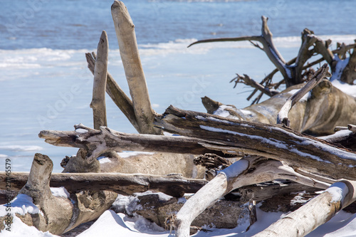 closeup of driftwood piled up along a chesapeake bay beach in winter calvert county southern maryland usa