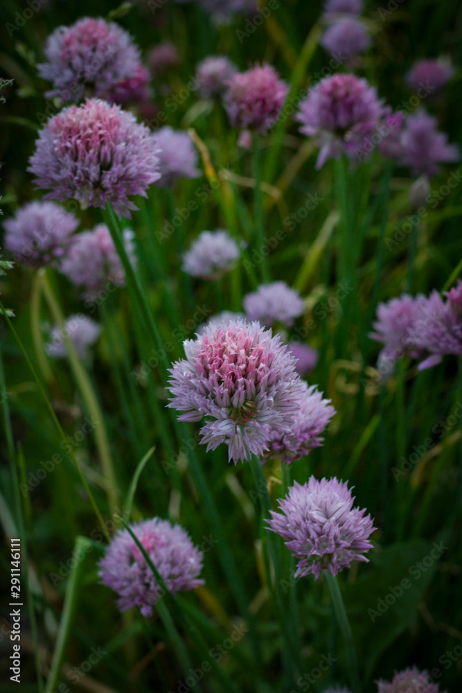 Small pink flowers close-up on a background of dark grass on a sunny day. Small pink flowers close-up on a background of dark grass on a sunny day.