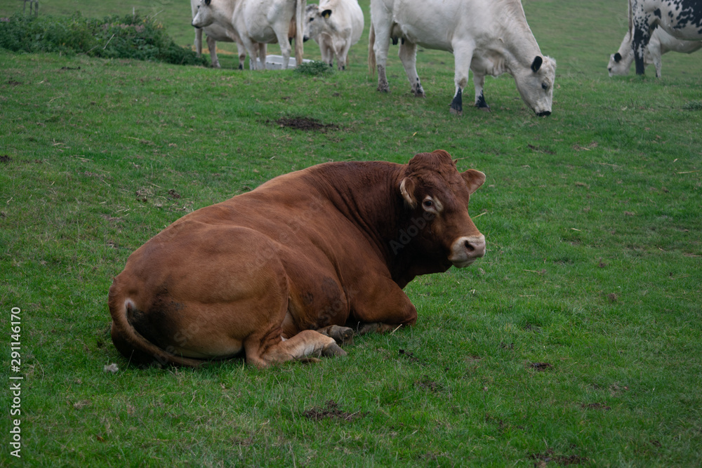 Large bovine cow laying down in a field Large bovine cow laying down in a field