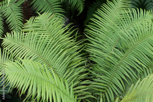 green leaf of fern © rarinleerapun