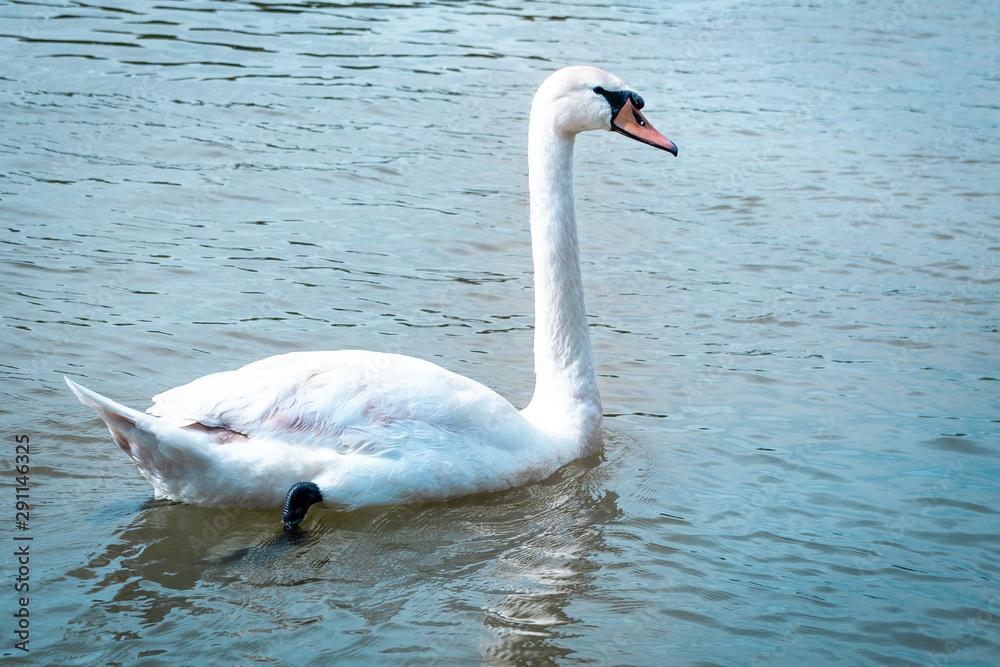 Fototapeta premium One swan is swimming on the river. Floating swan on the calm water.