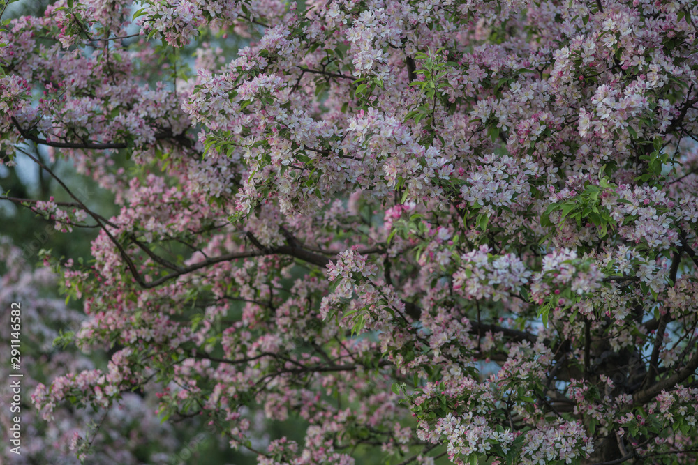 background of spring flowers